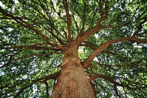 which tree that are similar to oak